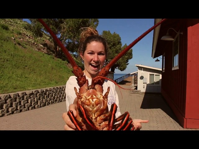 Ali & Rush go Lobster Hoop Netting in San Diego - Episode Rewind 