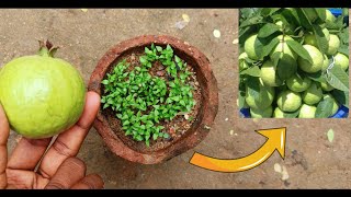 This is how to grow guava seedlings