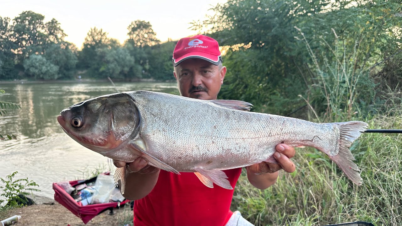 Invazie de fitofagi pe Mures!!