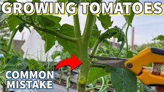 Don't Make This CRITICAL Mistake Growing Tomatoes!