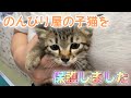 はぐれた子猫を保護し病院へ。注射されたら死んたフリをする子猫ちゃん（笑）かわいいです【We rescued a kitten】