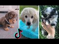 Nothing Cuter Than Cute Little Puppies ~ Funny Dogs of TIKTOK Compilation ~ The Dog Squad