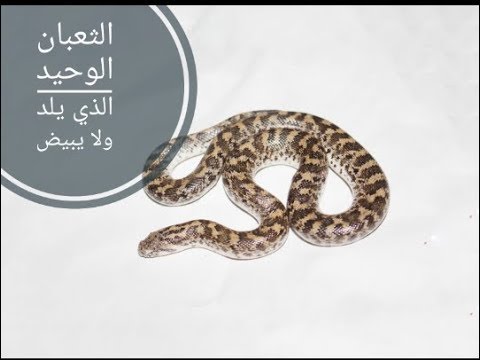 ثعبان الدساس البلدي من اجمل الثعابين المصريه مع سامي العقباوي