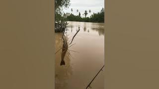 Strike Galah #fishing #videoviral #mancing #viral #mancingpinggiran