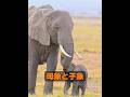 象は本当に思考能力を持っているのだろうか? #animals #動物 #自然
