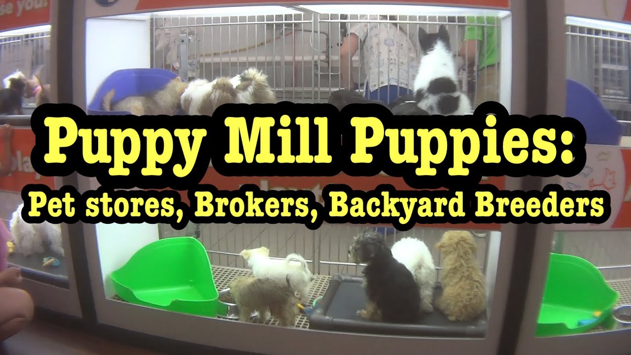 Don’t Buy Puppies from Pets stores You are NOT Rescuing them Breeder Rant YouTube