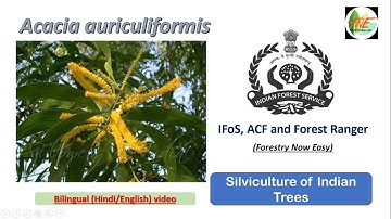Acacia auriculiformis || Silviculture of Indian Trees for UPSC , JPSC ACF and Forest Range Officer