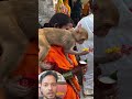 भोलेनाथ के मंदिर में बंदर का चमत्कार! 😲