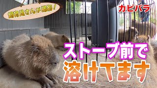 カピバラ 寒さ対策をとっている姿がカワイすぎた！