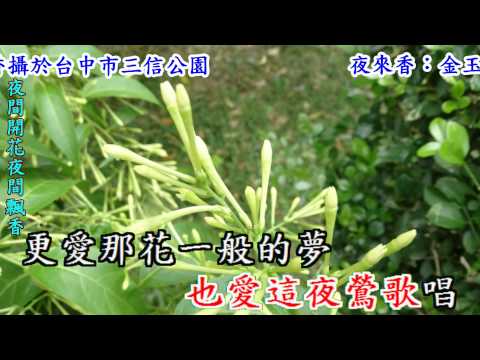 夜來香(華語~李香蘭)高麗華翻唱