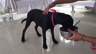 Adopt Mary s Dogs - Quora no food aggression