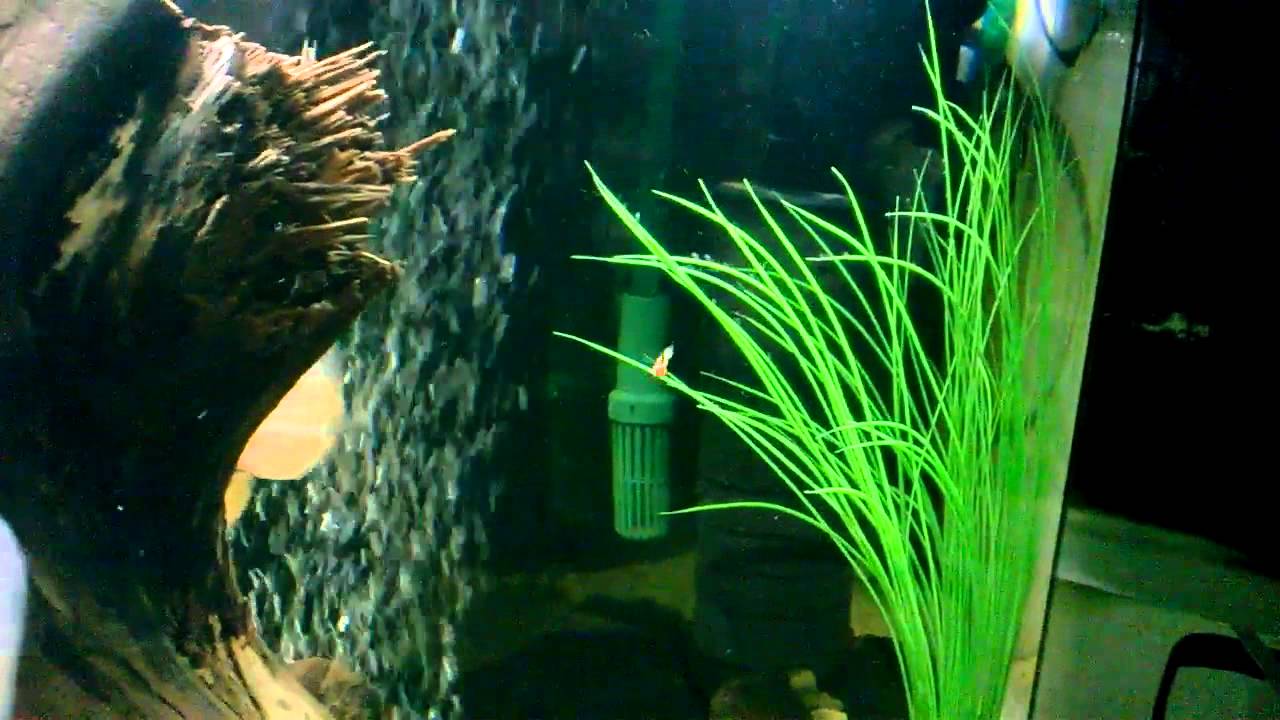 Обзор моего аквариума . 200 литров , астронотусы