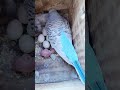 #birds #viralvideo #modapet #petsfofinhos #parrot #pets #periquitosaustralianos #budgies #lovebirds