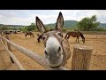 Funny Cute Donkey Compilation