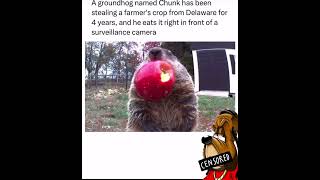 #groundhog #funnyanimals #funnyvideos #lipsync #viralanimals #helpmemakethismakesense #memes