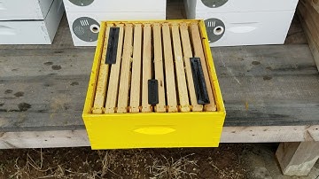 Small hive beetle traps can kill your bees