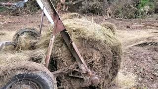 Taking invasive species areas back to pasture!