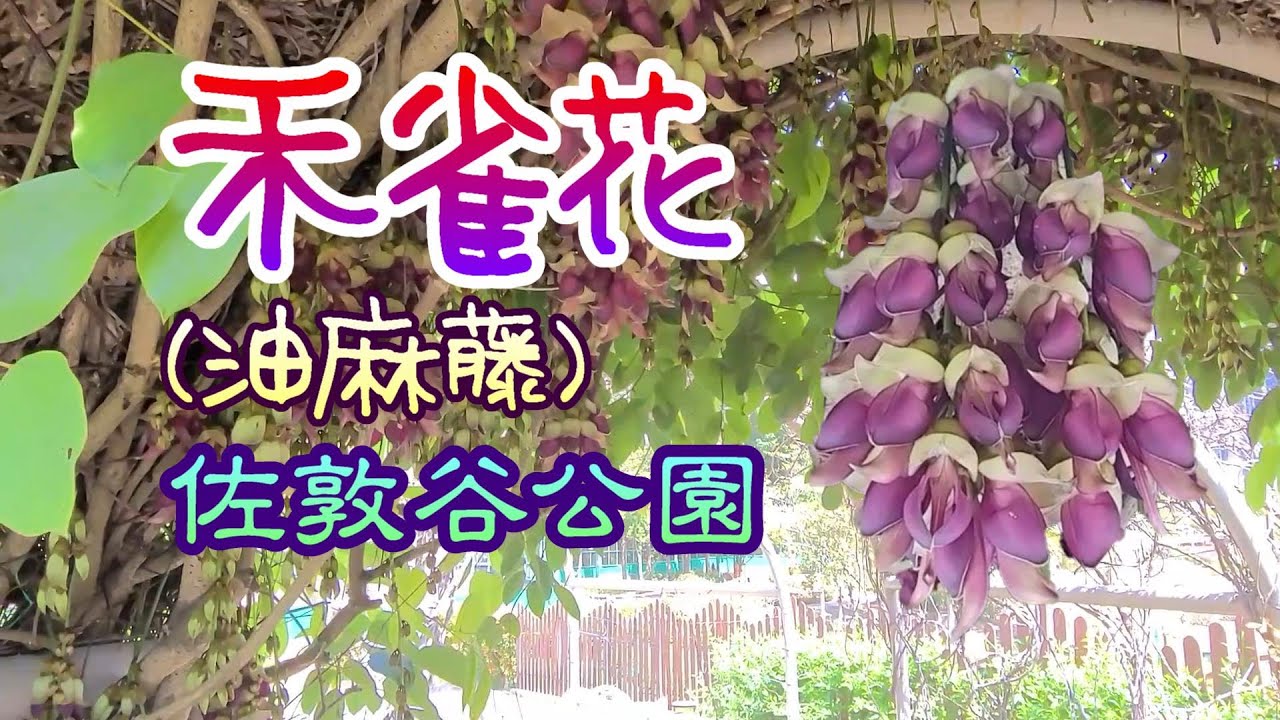 輕輕鬆鬆 賞花遊蹤 禾雀花 油麻藤 佐敦谷公園 Birdwood S Mucuna Jordan Valley Park Youtube