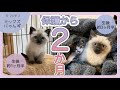 #16 【総集編】1匹目の保護から2匹の子猫が出会うまでの奇跡