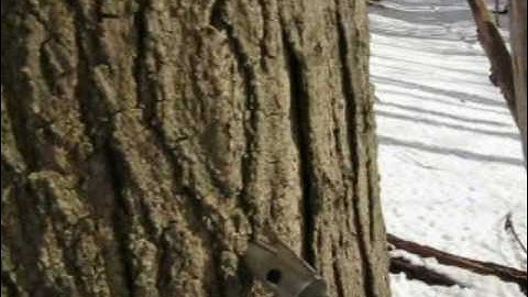 Sugaring 2010 - Part 1