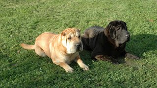 How to Manage Separation Anxiety in Chinese SharPei Dogs