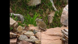 What Goes EEP! in the Peaks? A Natural History of Pikas