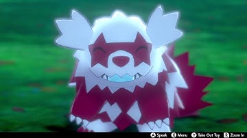 Shiny Zigzagoon at 181 Knockout Chain (+ evolutions) [Pokemon Shield]