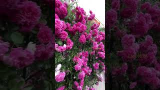 Wo so Gorgeous Rose Flowers || Home Gardening | #flowers #trendingshorts #youtubeshorts