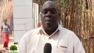 UGANDA EKKULA: Nyanga za Walumbe oba Walumbe Tanda