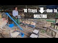 Farm Update: 10 Trays Down Due to Molting