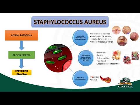 Video: Milline antibiootikum tapab Staphylococcus aureuse?