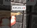 ψスパイダーハンターψ蜘蛛を撃ち落とすカナヘビ🦎🕷 Spider VS Japanese lizard I