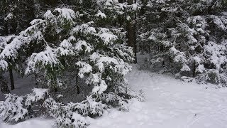 Хвоя витаминная подкормка для птиц spruce vitamin source for birds Хвоя витаминная подкормка для птиц spruce vitamin source for birds