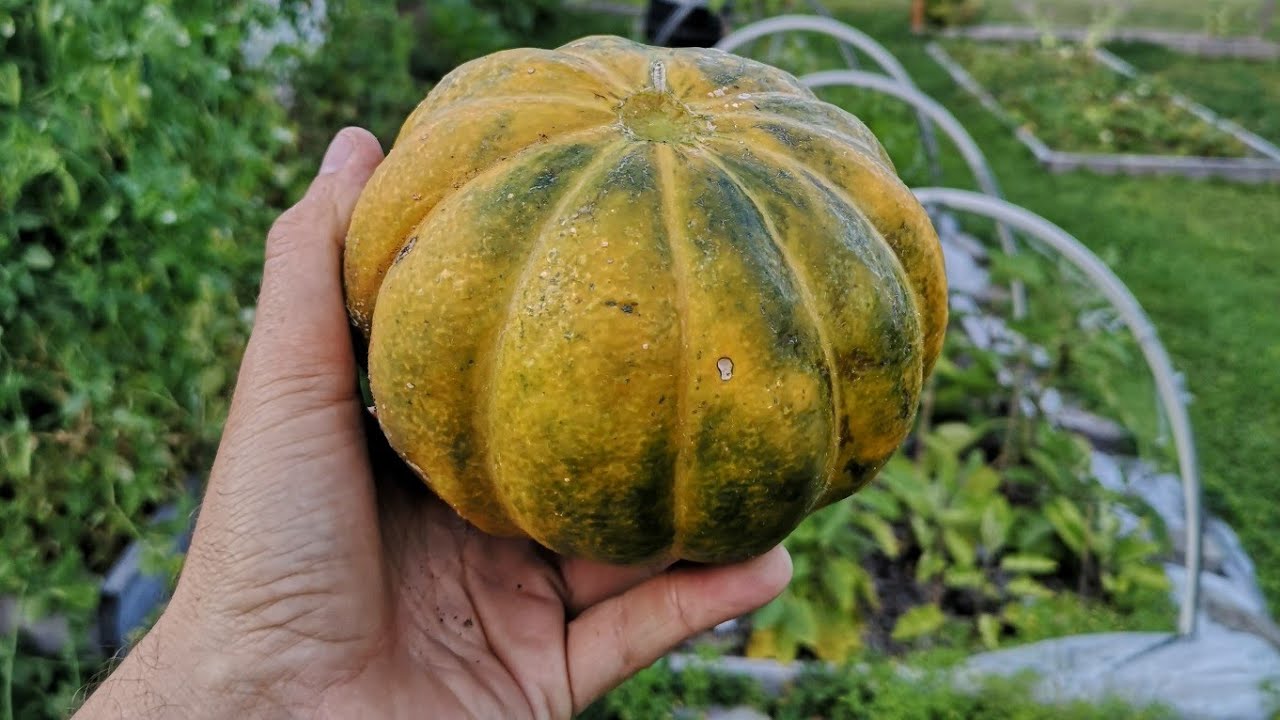 Noir des Carmes melon harvest YouTube