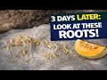 How to Germinate Melon Seeds FAST and Transplant to Soil – Cantaloupe Method