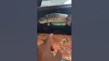 Nữ Hoàng Pháp Su Indo Phom Đẹp Quá #cacanh #caloccanh #calocdong #cálóccảnh #locvayrong