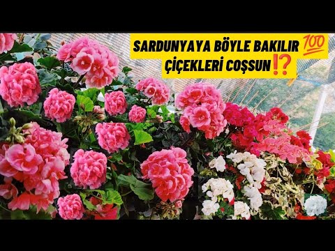 Video: Sardunya Karabacağı Nedir – Sardunya Karabacağı Tedavisi İçin İpuçları