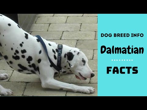 Video: Dalmatiër: Kenmerken Van Het Ras