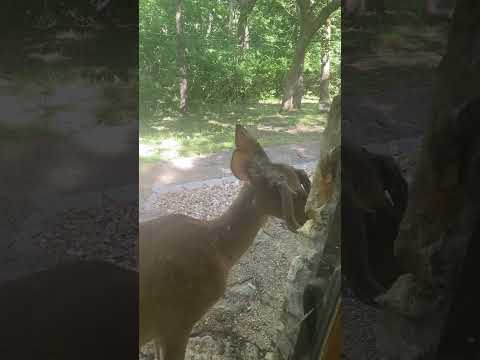 Is It A Zombie Deer Via 97jonnyboy