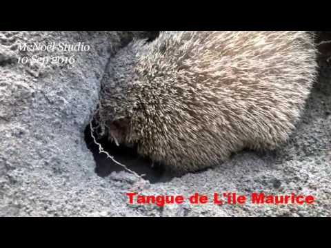 Hérisson - Tangue de L'ile Maurice - Mauritian Hedgehog (Mauritius Island)