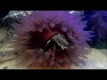 Native british temperate saltwater marine rockpool aquarium home fishtank
