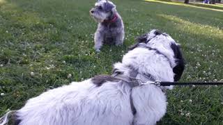 LHASA APSO Buttercup THICK COAT by Shema Israel 167 views 4 years ago 1 minute, 22 seconds