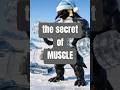 The Training of Muscular Emperor Penguin. #shorts #ai #animalmemes #funny #penguin