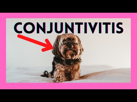 Video: ¿Cuáles son los síntomas de la conjuntivitis en los perros?