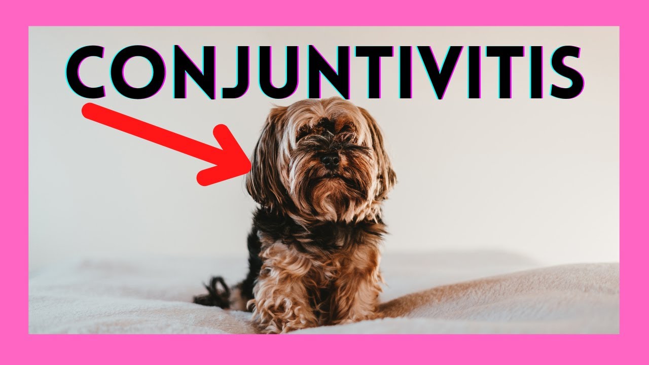 Conjuntivitis en perros - Síntomas y tratamientos