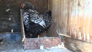 Silver Laced Wyandotte Chicken Laying an egg What Color Eggs Do Silver Laced Wyandotte Chickens Lay