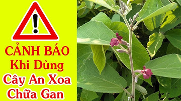 Cây An Xoa Có 3 Loại Đâu Là Loại Chữa Được Bệnh Gan ,U Gan 70% Bị Lừa
