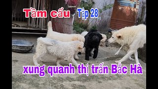 Tầm cẩu tập 28 - Bac ha TV đi tầm cẩu quanh thị trấn Bắc Hà gặp rất nhiều chó đẹp #bachatv