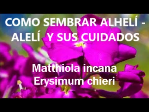 Vídeo: Como Cultivar Mattiola