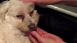 EFT tapping for animals